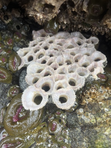 Thatched Barnacle, Juan de Fuca Strait, Victoria, BC, CA, photo 5 of 10