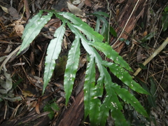 Blechnum patersonii