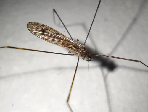 Helius (Helius) fragosus