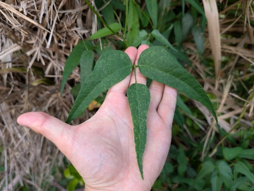 Phaseolus lunatus iNat (1)