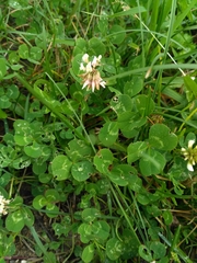 Trifolium repens