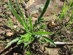 Pelargonium ellaphieae