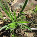 Pelargonium ellaphieae - Photo (c) Riaan van der Walt, algunos derechos reservados (CC BY-NC)