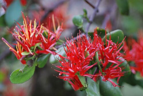 Image of Peraxilla colensoi by (c) Alan Bell, some rights reserved (CC BY)
