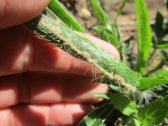 Pelargonium ellaphieae