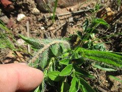 Pelargonium ellaphieae