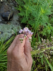 Allium cernuum