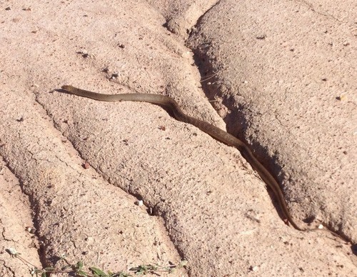 Eastern Brown Snake sighting