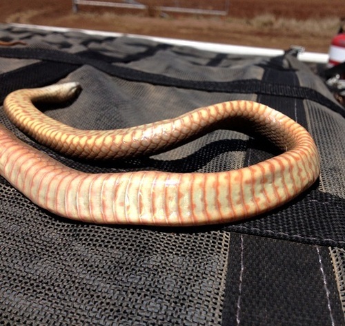 Eastern Brown Snake sighting