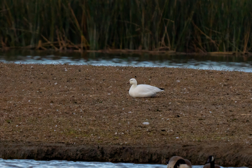 iNaturalist observation photo of Snow Goose
