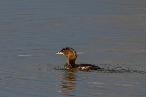 iNaturalist observation photo of Pied-billed Grebe