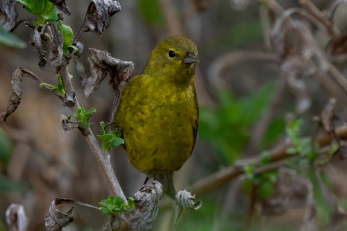 iNaturalist observation photo of Orange-crowned Warbler