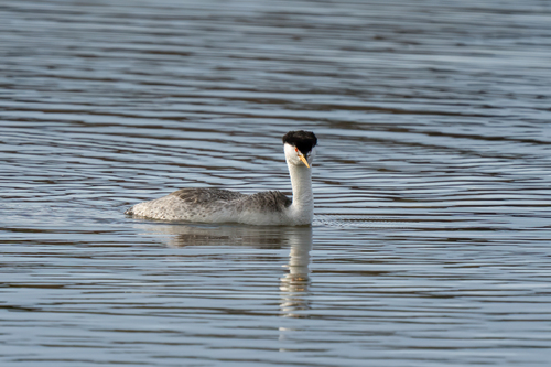 iNaturalist observation photo of Clark's Grebe