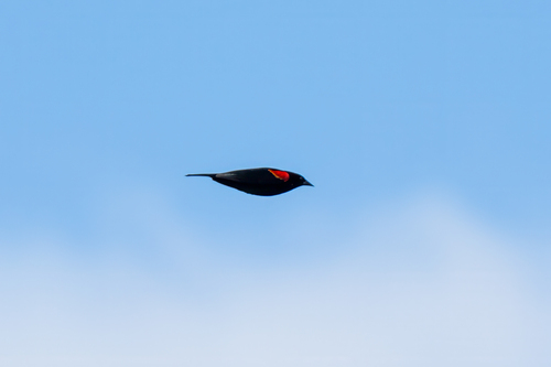 iNaturalist observation photo of Red-winged Blackbird
