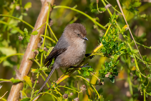 iNaturalist observation photo of Bushtit