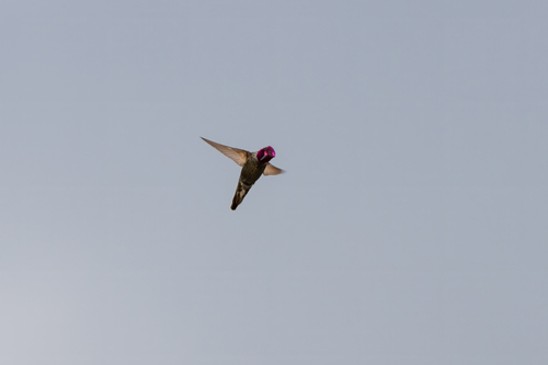 iNaturalist observation photo of Anna's Hummingbird