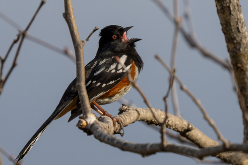 iNaturalist observation photo of Spotted Towhee