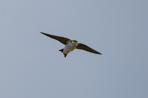 iNaturalist observation photo of Violet-green Swallow