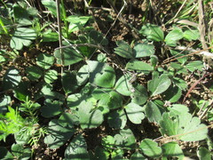 Pelargonium ternifolium