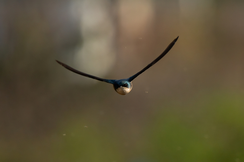 iNaturalist observation photo of Tree Swallow