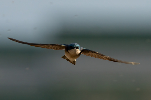 iNaturalist observation photo of Tree Swallow