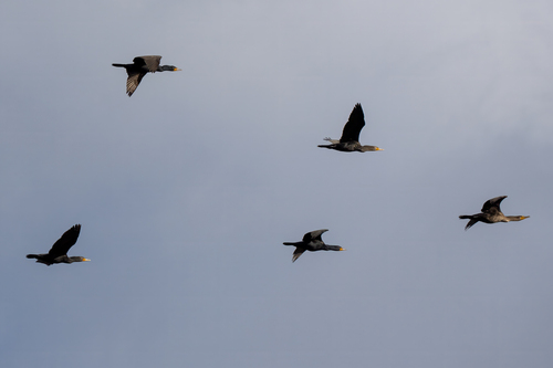 iNaturalist observation photo of Double-crested Cormorant