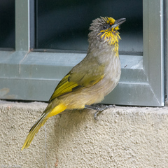 Pycnonotus finlaysoni