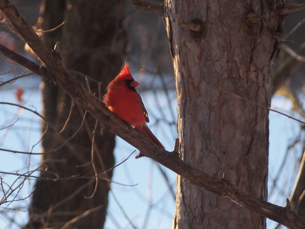 February Cardinal Northern Cardinal in February 2025 by Ken Potter · iNaturalist
