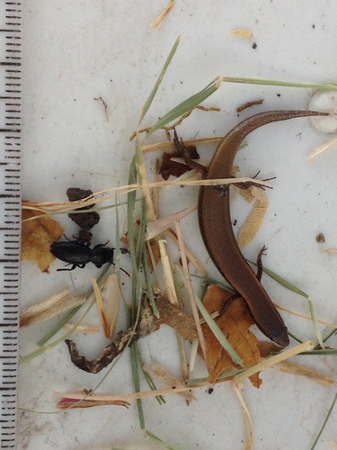 Speckle-lipped Snake-eyed Skink, Panaspis maculicollis