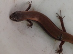 Panaspis maculicollis