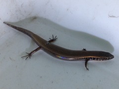 Panaspis maculicollis