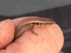 Panaspis maculicollis