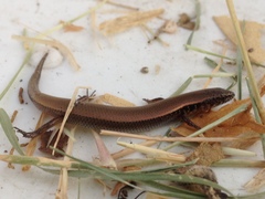 Panaspis maculicollis