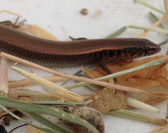 Panaspis maculicollis