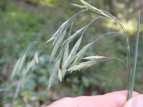 richardson's brome (Bromus richardsonii)