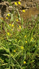 Bromus hordeaceus hordeaceus
