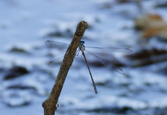 Lestes vigilax