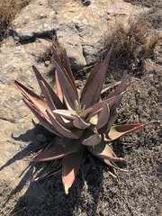 Aloe petricola