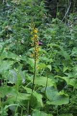 Ligularia subsagittata