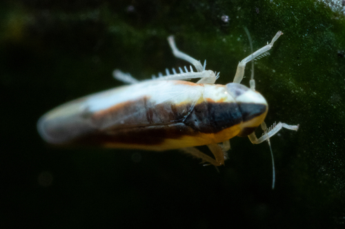 Erythridula stolata photo 3