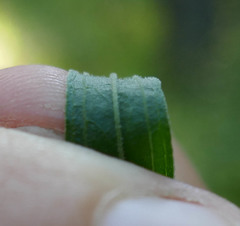 Euthamia graminifolia nuttallii