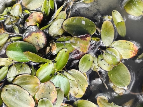 Potamogeton suboblongus observed 2025-02-09