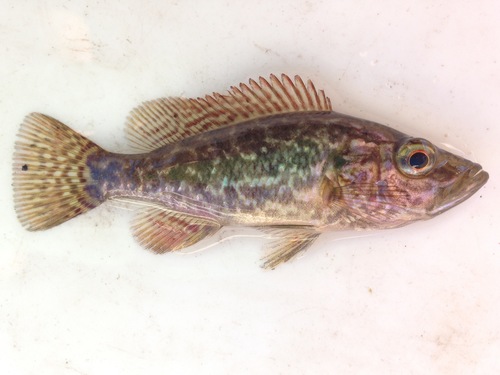Smalkop-roofcichlide (Serranochromis angusticeps) — Cichlidae