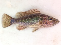 Serranochromis angusticeps