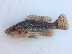 Serranochromis angusticeps