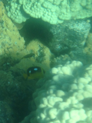 Chaetodon quadrimaculatus