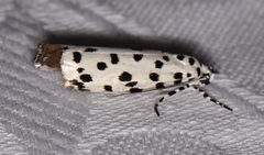 Ethmia clytodoxa