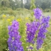 Delphinium dictyocarpum - Photo (c) ruslan, some rights reserved (CC BY-NC), uploaded by ruslan