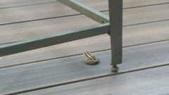 Lithobates palustris