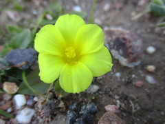 Moraea galaxia
